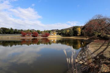 奈良公園の紅葉