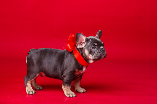 French bulldog puppy isolated on red background