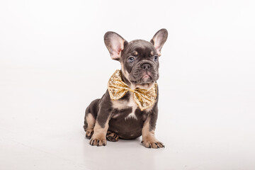 a French bulldog puppy in a gentleman's carnival butterfly is isolated on a white background