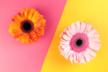 Pink gerbera on a yellow background, orange gerbera on a pink background. Two backgrounds. Two...