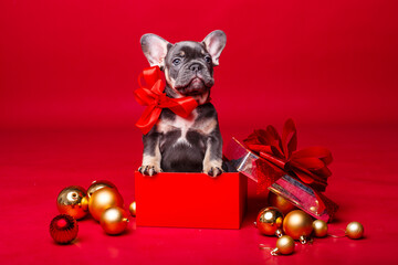 French bulldog puppy in gift box with Christmas balls isolated on red background