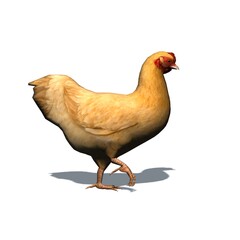Farm animals - brown chicken with shadow on the floor - isolated on white background - 3D illustration