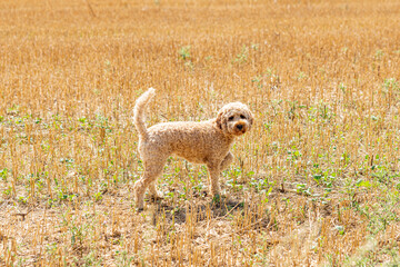 little dog in stubble field lifts up front paw