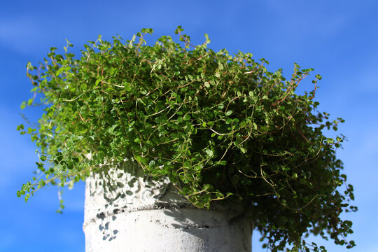Bubikopf