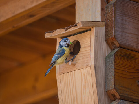 Great Tit sitting on a nest box