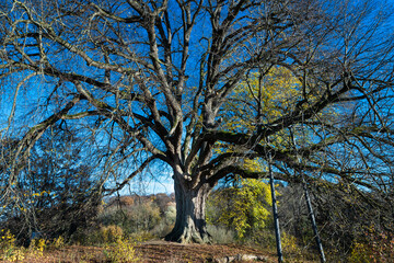 Obraz premium Annalinde bei heilbronn im Herbst