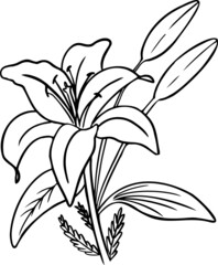 Vector Lily flower.Line graphic of lily flower.