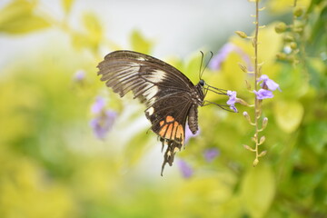 Fototapeta premium butterfly on a flower