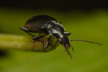 little black beetle Platynus assimilis