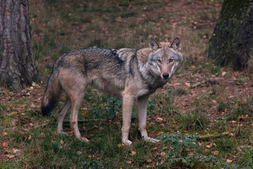 Naklejka na ściany i meble gray wolf in the forest