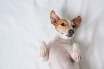 jack russell terrier, funny dog in the bed