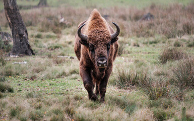European bison or zubr, Bison bonasus © nexusby
