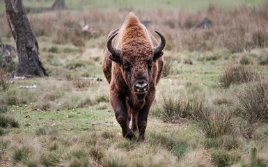 Foto op Canvas Europese bizon of zubr, Bison bonasus © nexusby