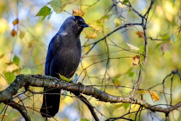 jackdaw on the tree, Corvus monedula