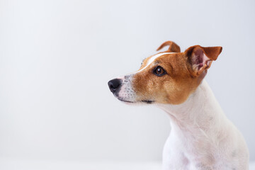Portrait of a dog, jack russell terrier