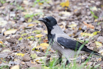 a crow in the park, Corvus cornix