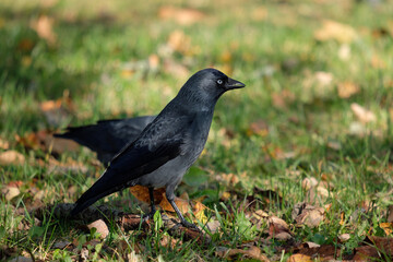 Western jackdaw in the park