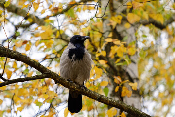 crow on the tree, Corvus cornix