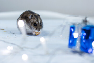 A little hamster with a christmas garland and with present box sits on a light blue wooden background and eating