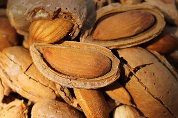 almond harvest time - broken almonds