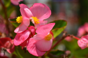 Fototapeta na wymiar pretty pink flower named Begonia semperflorens