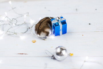 A little hamster with a christmas garland and with present box sits on a light blue wooden background