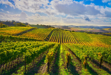 Fototapeta na wymiar Vineyards panorama in Castellina in Chianti, Tuscany, Italy