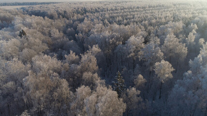 Obraz na płótnie Canvas aerial view forest covered snow, frost. Frozen branches with hoarfrost in winter forest on sunny day winter landscape