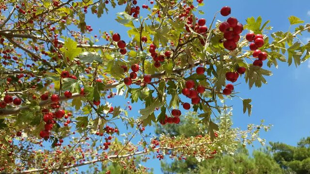 Red fruits on branches of a tree