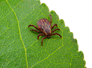Tick isolated on white background.