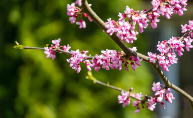 Obraz premium Close-up of purple spring blossom of Eastern Redbud, or Eastern Redbud Cercis canadensis in sunny day. Selective focus. Nature concept for design.