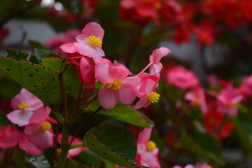 Obraz premium pretty pink flower named Begonia semperflorens