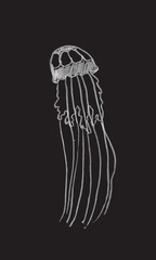 Jellifish, hand drawn illustration