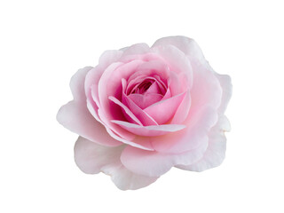 Fresh beautiful pink rose isolated on white background