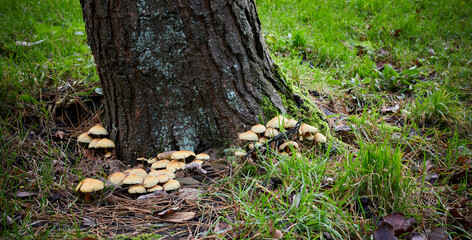 Autumn in the Yorkshire Dales and unidentified toadstools spring up from the base of trees.