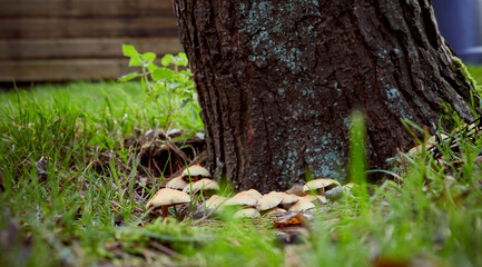 Autumn in the Yorkshire Dales and unidentified toadstools spring up from the base of trees.