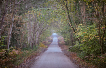Naklejka premium A country lane in Sussex through a tree tunnel in autumn