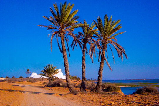 Cote sauvage de l'ile de Djerba dans le sud tunisien, palmier dattier couvrant une mosqu&eacute;e ibadite multicentenaire