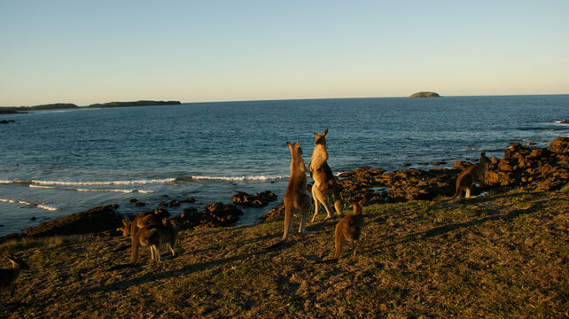 Kickboxing kangaroos