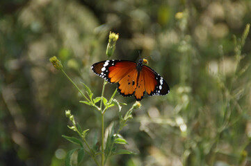 butterfly on a flower