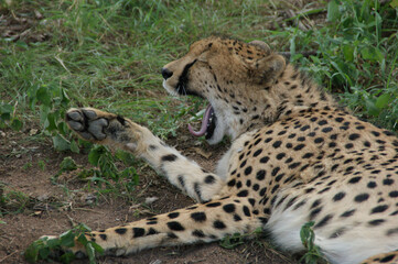 cheetah on the grass © Johannes