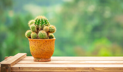 small cactus tree in clay pot on wood table in natural panorama green background garden