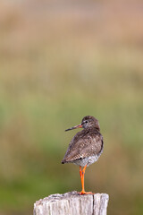 Redshank (Tringa totanus) sitting on a fence post at the salt marshes on the East Frisian island Juist, Germany.