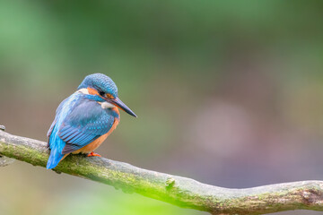 Eurasian kingfisher (Alcedo atthis) sitting on his perch in autumn.
