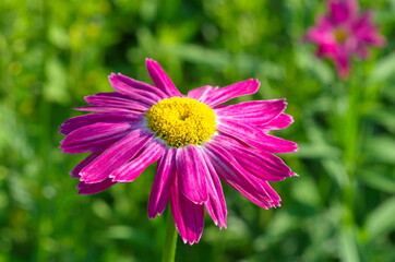 Pyrethrum roseum, or Persian chamomile in the garden close-up