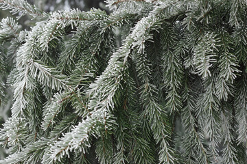 Fir tree branch with cones hoarfrosted with rime in the forest nature background texture, closeup, copy space, winter holidays: christmas and new year concept