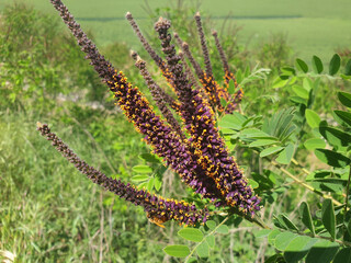 Long branches of the Amorpha plant with yellow and purple flowers.