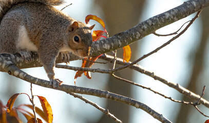 Adorable squirrel playing, posing, and eating. 