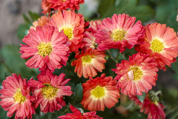 Lots of red flowers. Bright flowers in the park. Green petals.