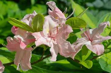 The Japanese rhododendron (lat. Rhododendron japonicum) blooms in the summer garden